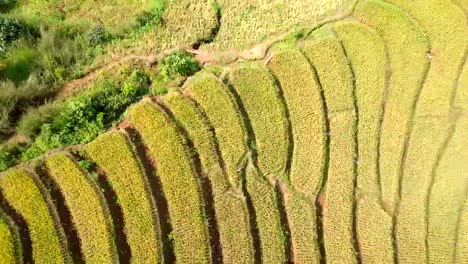Luftaufnahme-von-Dorn-Reis-Feld-Reis-Terrasse