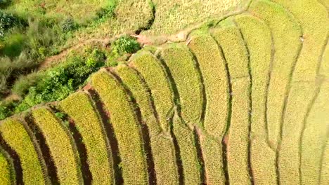 Vista-aérea-de-terraza-de-arroz-dorn-arroz-campo