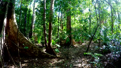 Tangkoko-rainforest,-North-Sulawesi,-Indonesia