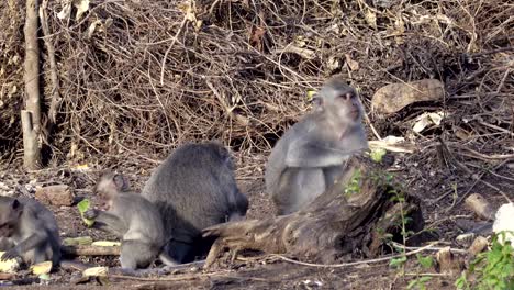 Die-Krabbe-Essen-Makaken,-Macaca-Fascicularis,-auch-bekannt-als-Long-tailed-Macaque,-Sangeh-Monkey-Forest-Bali