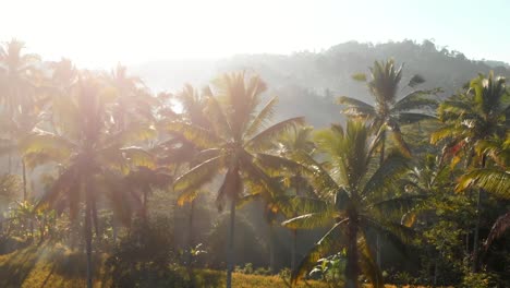 Herrliche-Aussicht-mit-Kokospalmen-und-tropischen-Regenwald.-Aerial-video