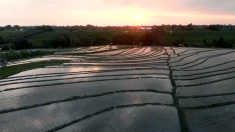 4-K-Drohne-Aufnahmen-von-Reis-Fileds-während-des-Sonnenuntergangs-auf-Bali-in-der-Nähe-von-Canggu-Indonesien