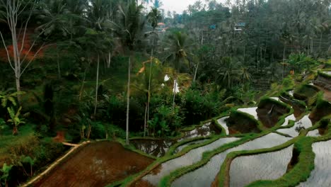 Imágenes-de-Drone-de-Tegallalang-4K-de-terraza-de-arroz-en-Bali