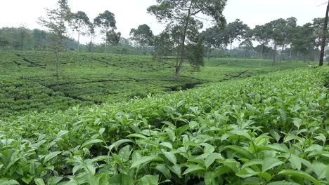 Plantación-de-té-en-Wonosobo.-Indonesia,-Java