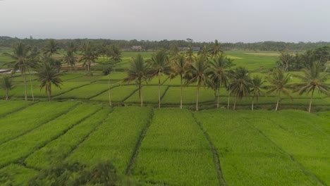 Reisterrassen-und-landwirtschaftlich-genutzten-Flächen-in-Indonesien