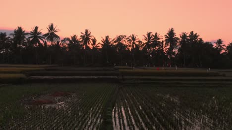 Aerial-video-at-landscape-with-rice-terraces-at-sunrise-or-sunset-in-Bali.