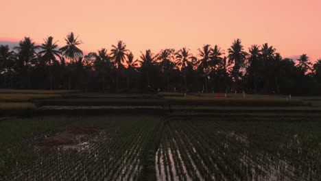 Video-aéreo-en-paisaje-con-terrazas-de-arroz-en-el-amanecer-o-atardecer-en-Bali.