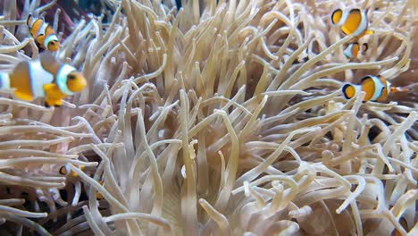 Many-Clownfish-And-Sea-Anemone-Partnership