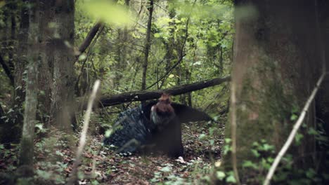 4k-Halloween-Dark-Angel-Woman-with-Black-Wings-in-Forest-Hitting-the-Ground