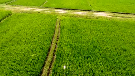 Rice-field-Medewi-Bali