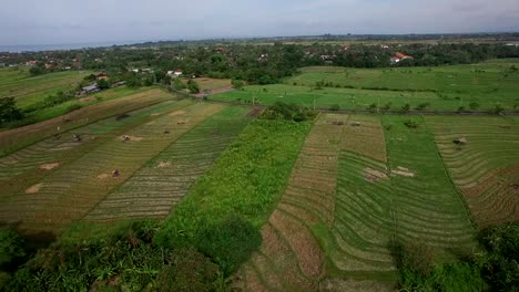 high-aerial-over-road-traffic-and-rice-fields