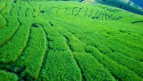 drone-aerial-view-:-beautiful-landscape-view-of-rice-terraces