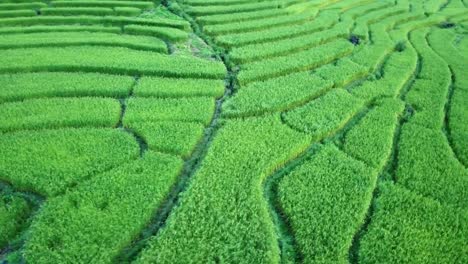 drone-aerial-view-:-beautiful-landscape-view-of-rice-terraces