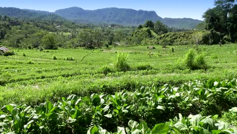Ver-terrazas-de-arroz-de-la-montaña-y-la-casa-de-los-agricultores.-Bali,-Indonesia.-UHD-4K