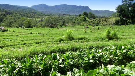 view-on-rice-terraces-of-mountain-and-house-of-farmers.-Bali,-Indonesia-.UHD-4K