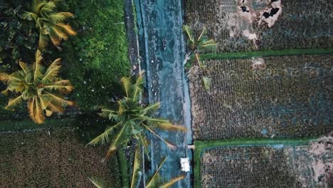 Motorbike-Driving-With-Palm-Trees-And-Rice-Fields-Surrounding-4K