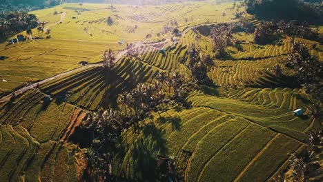 Stunning-Rice-Fields-Terraces-at-Sunrise-Surrounded-With-Palm-Trees-And-Reveal-Winding-Road-4K