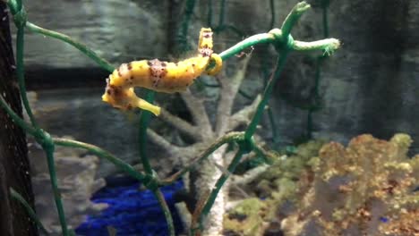 Yellow-seahorse