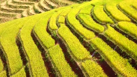 Vista-aérea-increíble-paisaje-terrazas-de-arroz-en-un-hermoso-día-Chiang-Mai-Tailandia