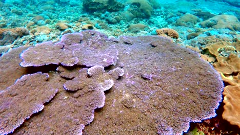 jardín-de-coral-en-el-Océano-Índico,-Bali,-Indonesia