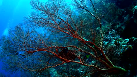 Large-sea-fan-and-marine-life-in-Wakatobi-National-Park,-Indonesia.