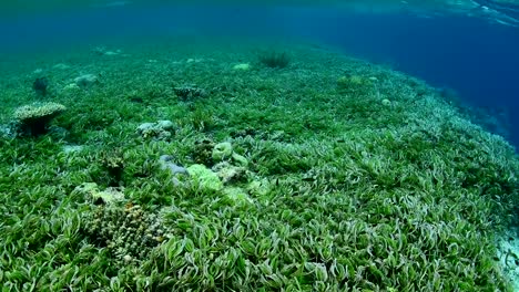 Sea-grass-bed-and-marine-life-in-Wakatobi-National-Park,-Indonesia.