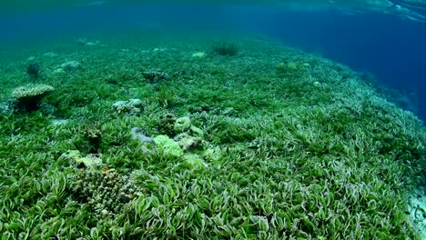 Rasen-Bett-und-Marine-Leben-im-Meer-in-Wakatobi-Nationalpark,-Indonesien.