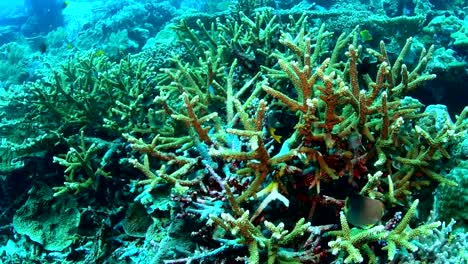 Coral-cuerno-de-ciervo-en-el-Parque-Nacional-de-Wakatobi,-Indonesia.