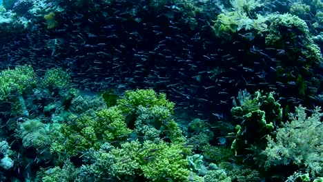 Abundancia-de-coral-y-vida-marina-en-el-Parque-Nacional-de-Wakatobi,-Indonesia.