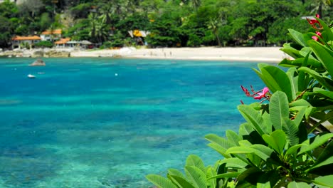 Rote-Frangipani-Plumeria-Blumen-wackeln-durch-die-Meeresbrise.-Tropischen-Sandstrand-mit-geriffelten-türkisblauen-Wasser-im-Hintergrund