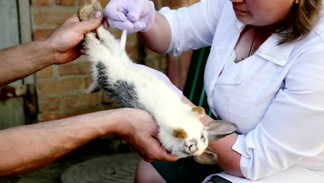 Un-veterinario-femenino-es-la-vacunación-de-conejos-en-el-campo