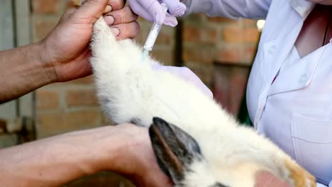 Un-veterinario-femenino-es-la-vacunación-de-conejos-en-el-campo