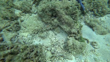 Blue-and-red-starfish-on-corals-underwater,-4k