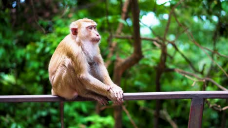 a-wild-monkey-sits-on-the-railing-in-the-park.-natural-habitats.-a-tropical-forest