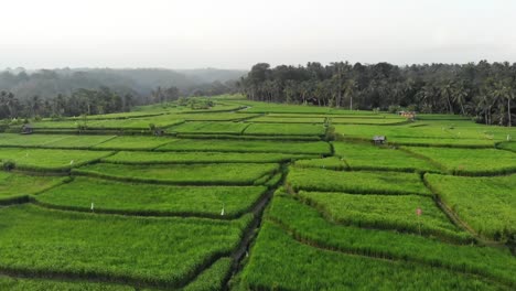 Aerial-view-flying-close-over-some-traditional-rice-terraces-of-Bali,-Indonesia.