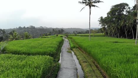 Cinematic-aerial-shot-flying-over-a-little-path-in-a-traditional-rice-field-of-Bali,-Indonesia.