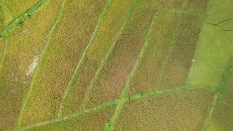 Campo-de-arroz-de-web-Spider-en-Ruteng,-isla-de-Flores,-Indonesia.