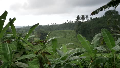 Topf-mit-Bananenstauden-und-jungen-Reis-wächst-auf-Terrassen-in-bali