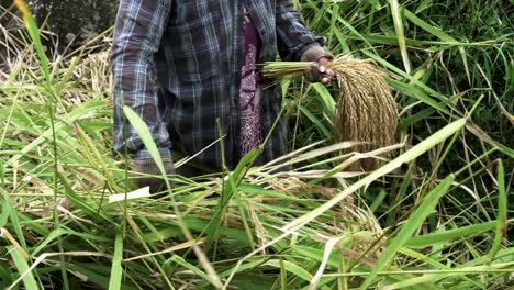 close-up-of-a-woman-harvesting-rice-on-bali