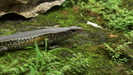 cerca-de-un-eslizón-común-del-sol-en-la-tierra-en-bali