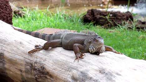 Large-wild-iguana-in-4k