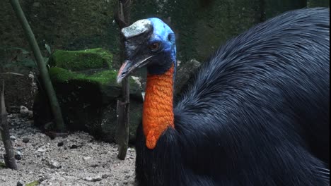 close-up-of-a-northern-cassowary-sitting-on-the-ground