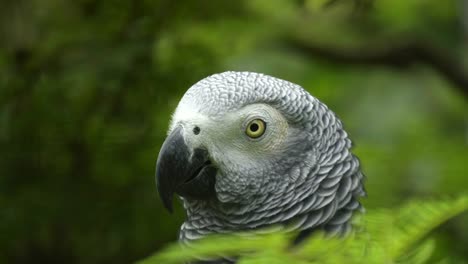 close-up-of-the-head-of-an-african-grey-parrot