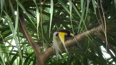 größere-Paradiesvogel-wischte-sich-den-Schnabel-auf-einem-Ast