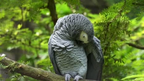 an-african-grey-parrot-preening-its-feathers