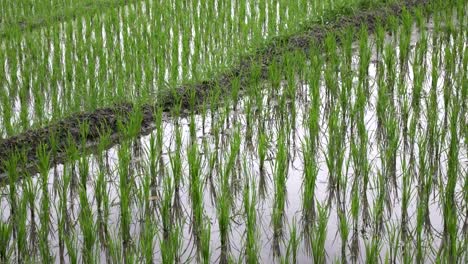 imágenes-sobre-árboles-terraza-y-palmeras-de-arroz-de-montaña-y-casa-de-los-agricultores.-Bali.-Indonesia