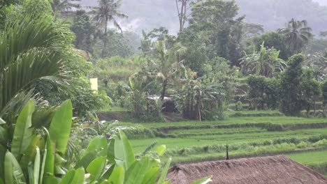 Aufnahmen-über-Reis-Terrasse-und-Palmen-Bäume-Berg-und-Haus-des-Bauern.-Bali.-Indonesien