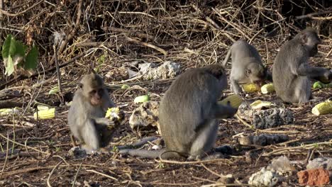 The-crab-eating-macaque-,Macaca-fascicularis,-also-known-as-the-long-tailed-macaque,Sangeh-Monkey-Forest-Bali