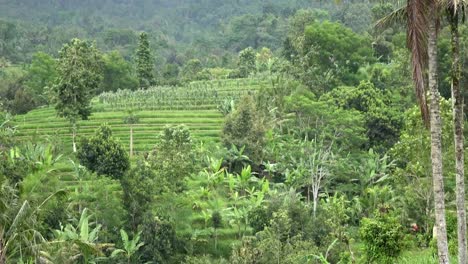 Aufnahmen-über-Reis-Terrasse-und-Palmen-Bäume-Berg-und-Haus-des-Bauern.-Bali.-Indonesien