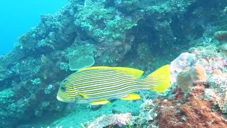 close-up-of-a-cleaner-wrasse-and-a-lined-sweetlips-at-tulamben,-bali